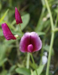 Lathyrus tingitanus