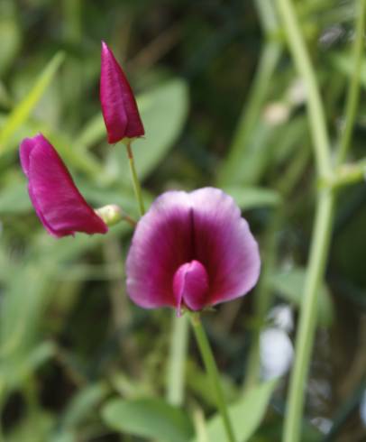 Fotografia de capa Lathyrus tingitanus - do Jardim Botânico