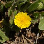 Fotografia 8 da espécie Hedypnois rhagadioloides do Jardim Botânico UTAD