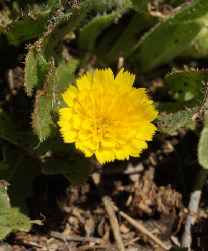 Fotografia de capa Hedypnois rhagadioloides - do Jardim Botânico