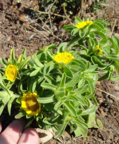 Fotografia de capa Asteriscus aquaticus - do Jardim Botânico