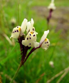 Fotografia da espécie Linaria amethystea