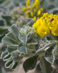 Fotografia da espécie Medicago marina