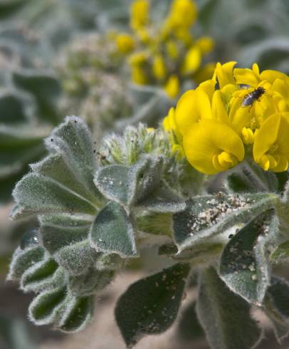 Fotografia de capa Medicago marina - do Jardim Botânico