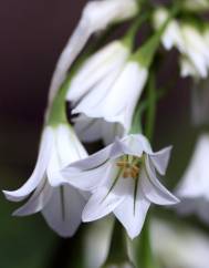 Allium triquetrum