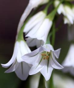 Fotografia da espécie Allium triquetrum