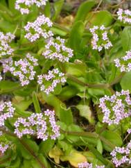 Valerianella carinata