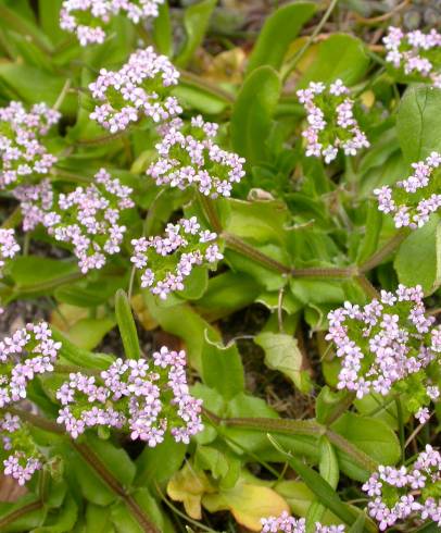 Fotografia de capa Valerianella carinata - do Jardim Botânico