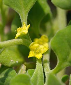 Fotografia da espécie Tetragonia tetragonoides