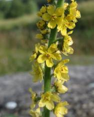 Fotografia da espécie Agrimonia eupatoria subesp. eupatoria