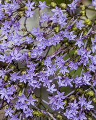 Fotografia da espécie Trachelium caeruleum subesp. caeruleum