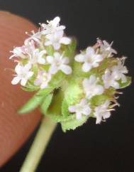 Valerianella dentata