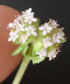 Fotografia da espécie Valerianella dentata