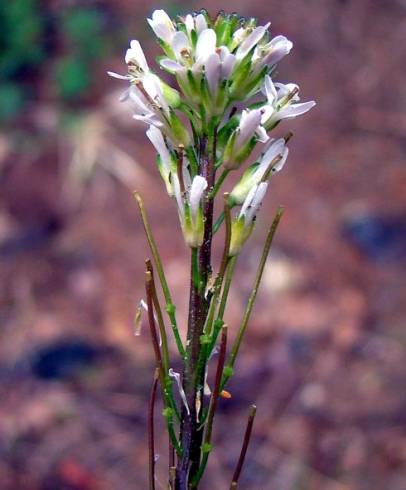 Fotografia de capa Arabis juressi - do Jardim Botânico