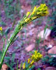 Fotografia da espécie Sisymbrium austriacum subesp. contortum