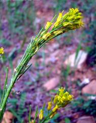 Sisymbrium austriacum subesp. contortum