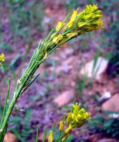 Fotografia da espécie Sisymbrium austriacum