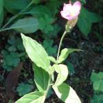 Fotografia 1 da espécie Oenothera rosea do Jardim Botânico UTAD