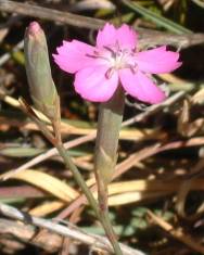 Fotografia da espécie Dianthus cintranus subesp. cintranus