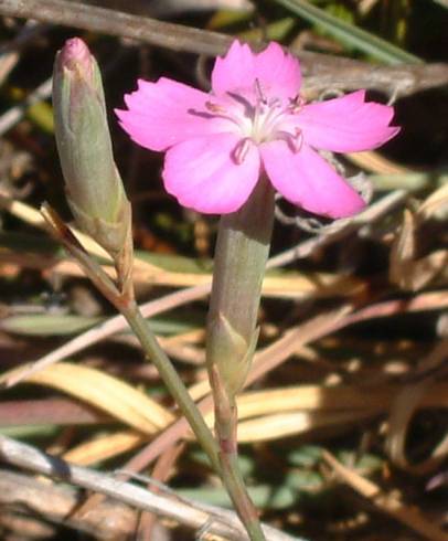 Fotografia de capa Dianthus cintranus subesp. cintranus - do Jardim Botânico