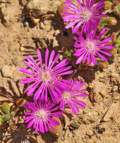 Fotografia da espécie Drosanthemum floribundum