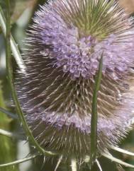 Dipsacus fullonum