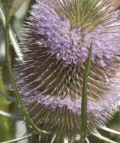 Fotografia da espécie Dipsacus fullonum