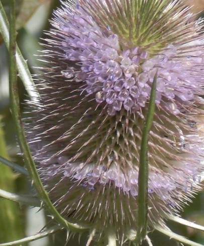 Fotografia de capa Dipsacus fullonum - do Jardim Botânico