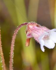 Fotografia da espécie Pinguicula lusitanica