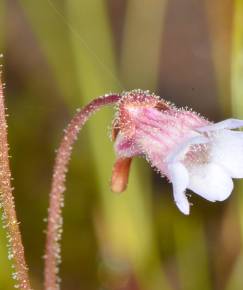 Fotografia da espécie Pinguicula lusitanica