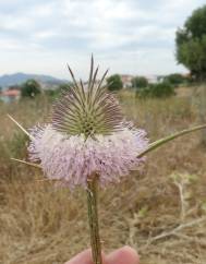 Dipsacus comosus