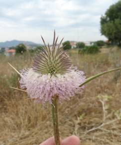 Fotografia da espécie Dipsacus comosus