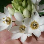 Fotografia 5 da espécie Ornithogalum thyrsoides do Jardim Botânico UTAD