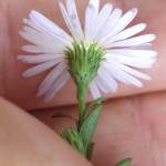 Fotografia 7 da espécie Symphyotrichum novi-belgii do Jardim Botânico UTAD