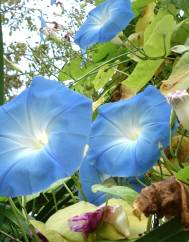 Ipomoea indica