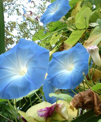 Fotografia de capa Ipomoea indica - do Jardim Botânico