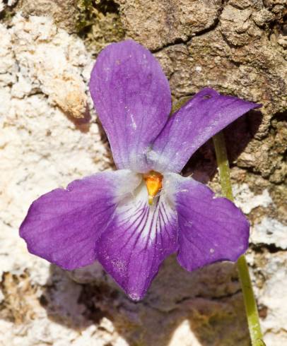 Fotografia de capa Viola suavis - do Jardim Botânico
