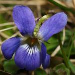 Fotografia 3 da espécie Viola suavis do Jardim Botânico UTAD