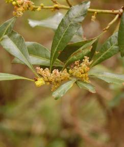 Fotografia da espécie Myrica faya