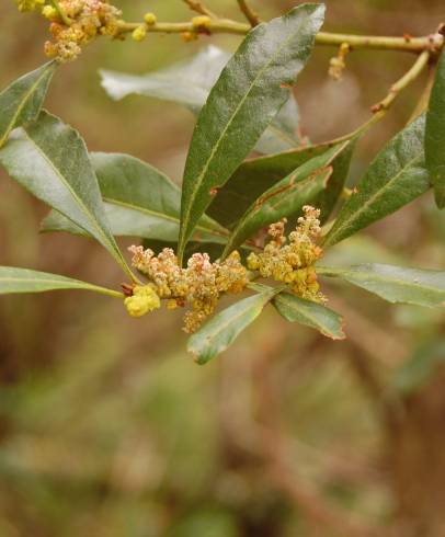 Fotografia de capa Myrica faya - do Jardim Botânico