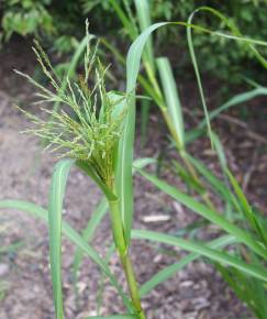 Fotografia da espécie Panicum dichotomiflorum