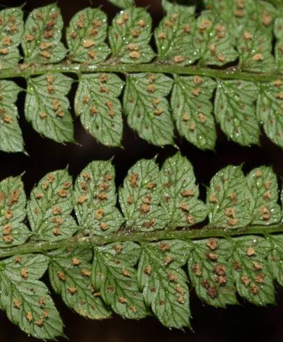 Fotografia de capa Polystichum setiferum - do Jardim Botânico