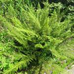 Fotografia 3 da espécie Polystichum setiferum do Jardim Botânico UTAD