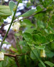 Fotografia da espécie Salpichroa origanifolia