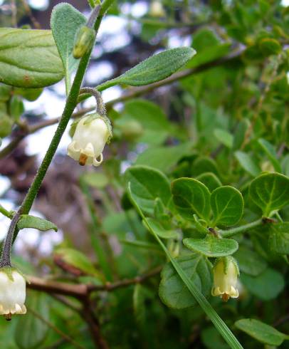 Fotografia de capa Salpichroa origanifolia - do Jardim Botânico