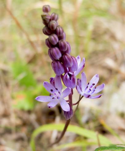 Fotografia de capa Scilla autumnalis - do Jardim Botânico