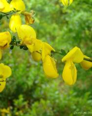 Fotografia da espécie Cytisus striatus