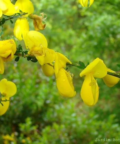 Fotografia de capa Cytisus striatus - do Jardim Botânico