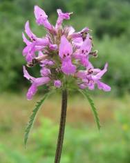 Fotografia da espécie Stachys officinalis subesp. officinalis