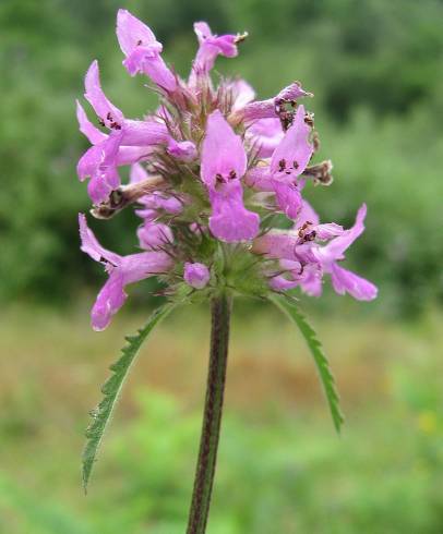 Fotografia de capa Stachys officinalis subesp. officinalis - do Jardim Botânico